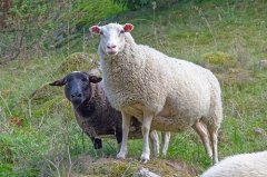 1991年属羊人2022年运势女命  31岁生肖羊2022年每月运势女性
