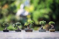 提高孩子成绩风水植物 什么植物有助于孩子提升学习成绩
