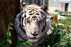 属虎男不想真分手的表现，如何判断属虎男是不是想分手