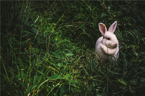 属兔最苦的是在什么年龄 属兔人哪一年最苦
