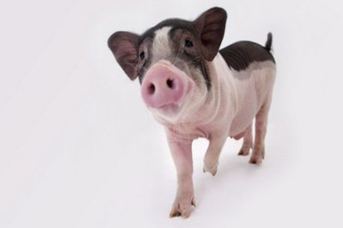 农历几月的猪有福 最有福气的月份