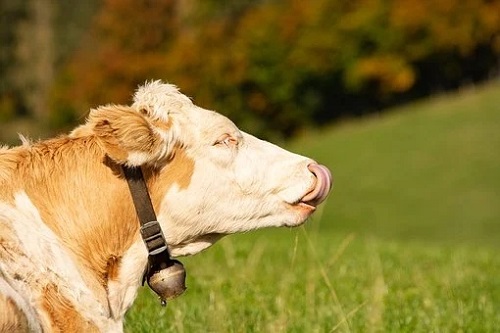 属牛的软肋是什么 属牛人最在意什么