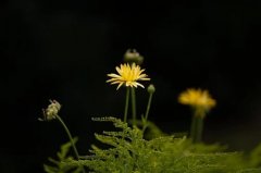 貔貅旁边能放植物吗，貔貅的摆放禁忌