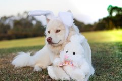 兔遇狗一生走是什么意思，属兔和属狗在一起好吗