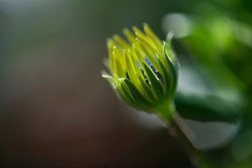 属猴的客厅放什么植物好 属猴适合在客厅种植的植物