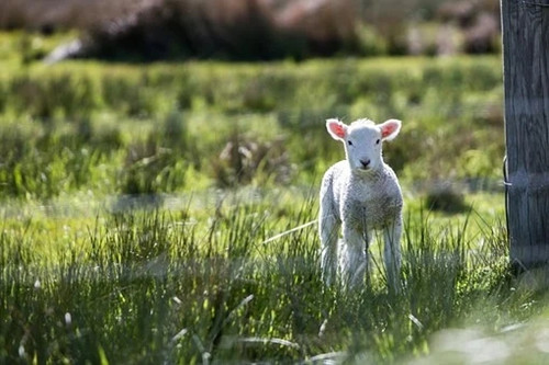 人人最怕九月羊 原因是什么