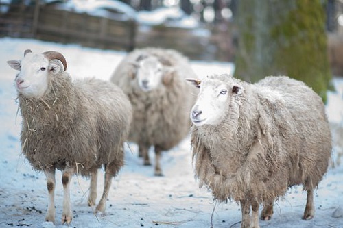 家里不能有四个属羊的吗 具体原因是什么
