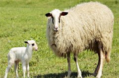 属羊的2022年生孩子好吗，对整体运势有什么影响