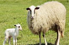 属羊的今年66岁会去世吗，属羊的66岁应该怎样度过