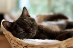 夜晚猫叫像小孩哭忌讳，晚上听到猫叫注意事项