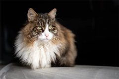 晚上听到猫叫预示什么，晚上猫叫的含义