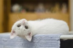 早上五点听到猫叫吉利吗，早上听到猫咪叫代表什么