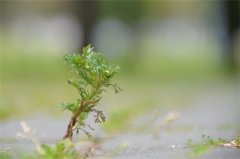 端午节门口挂艾草什么意思，关于端午挂艾叶的寓意