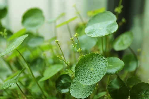 属羊的招财植物是什么 家里养这几种植物最好