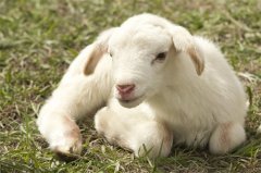 几月出生是饿羊，几月出生的羊命不好
