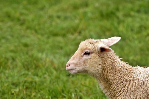 属羊的终生带什么好 有哪些旺运的办法