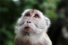 2022年属猴女如何破冲太岁，2022年属猴人冲太岁如何破解