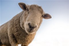 属羊的人命硬有这种说法吗，属羊人一生运势如何