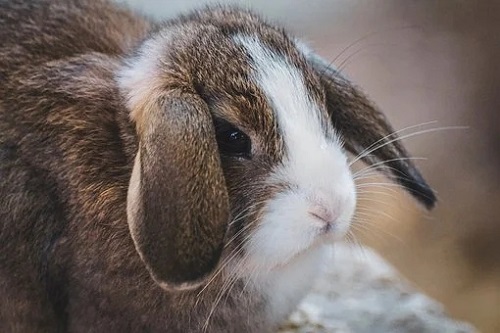 属兔几月出生是一等命 哪个月份出生的属兔人命最好