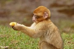 2022年属猴财运最旺微信头像，属猴的用什么头像好