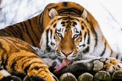 属虎人2022年下半年运势及每月运程  2022年属虎人的全年运势详解