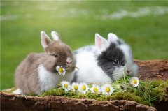 2023年兔宝宝出生最佳的农历月，2023年兔宝宝几月出生命最好