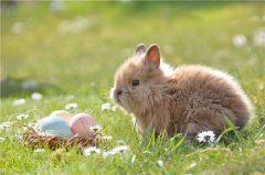 属兔的人怎么招桃花运，属兔人招桃花的办法有哪些