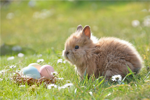 属兔的人怎么招桃花运 属兔人招桃花的办法有哪些