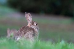 1999年农历四月属兔是什么命，一生命运如何