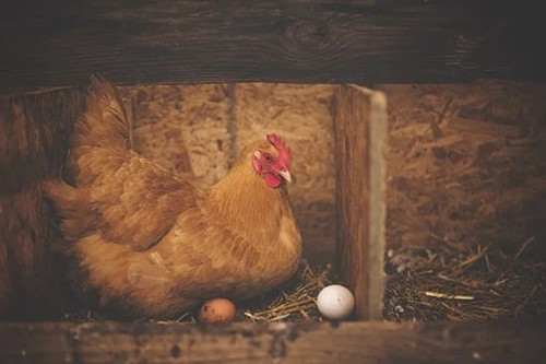 1981年几月出生的鸡最苦命 几月的属鸡命不好