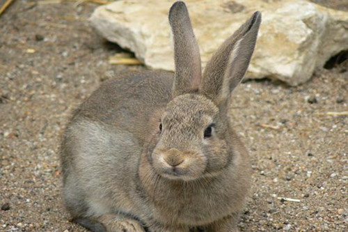 属兔人佩戴什么旺自己 属兔的吉祥物是什么