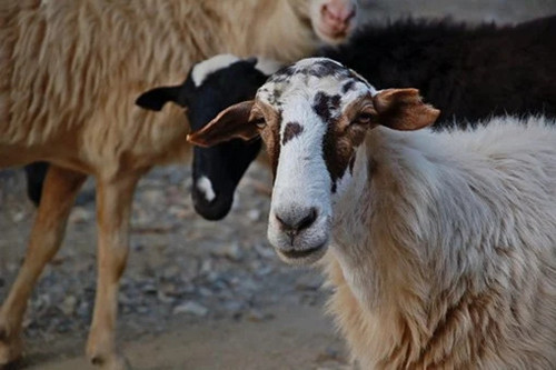 1967年属羊的寿命预测 能活多久