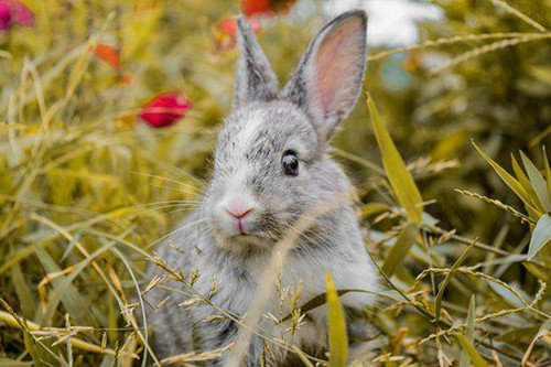 今年属兔的贵人和小人 属兔2023本命年要远离谁