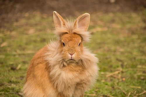 63年属兔人寿命有多长 63年兔晚年需要注意什么