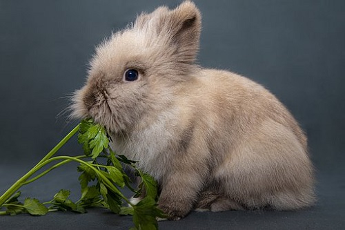 2023年兔本命年的大忌 属兔人在兔年有什么禁忌