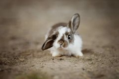 2023年出生属兔人几月出生旺父母，几月出生的属兔命最好