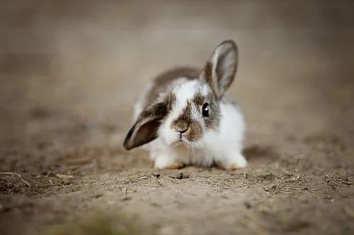 2023年出生属兔人几月出生旺父母 几月出生的属兔命最好