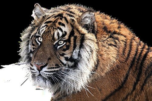 属虎的今年多大2023 生肖虎今年2023年虚岁的岁数