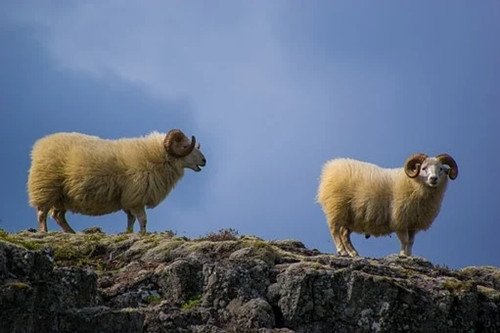 属羊的今年多大2023 生肖羊今年2023年虚岁的岁数