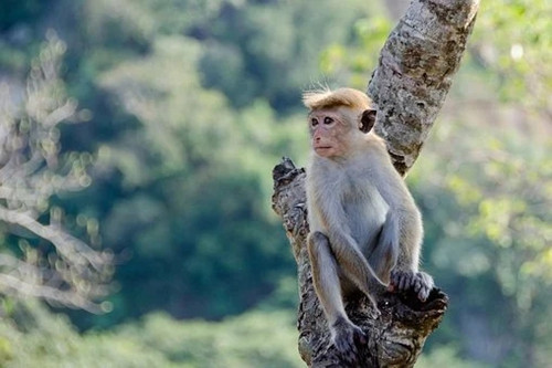 属猴的今年多大2023 生肖猴今年2023年虚岁的岁数