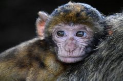 2023年属猴是最大转变的一年吗，运势有什么变化