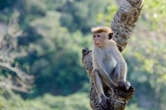 92年出生属猴的是什么命，一生命运如何