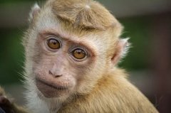 1980属猴男的第二段姻缘，80年属猴男会有两段婚姻吗