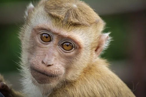 1980属猴男的第二段姻缘 80年属猴男会有两段婚姻吗