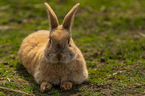 2023年属兔人本命年虚岁多少 属兔本命年需要注意什么