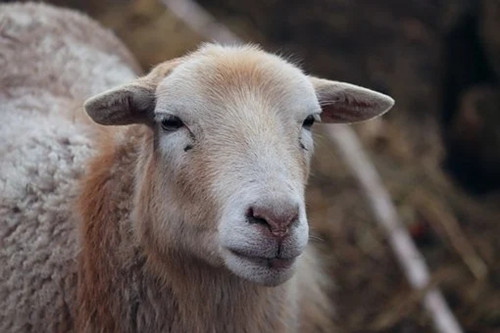 79年属羊人2023年各月运势 79年羊今年每个月的运势如何