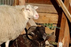 属羊的清明节当天出生的好吗，属羊人清明出生一生命运如何