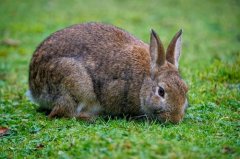 2023年属兔本命年可以上坟吗，上坟需要注意什么