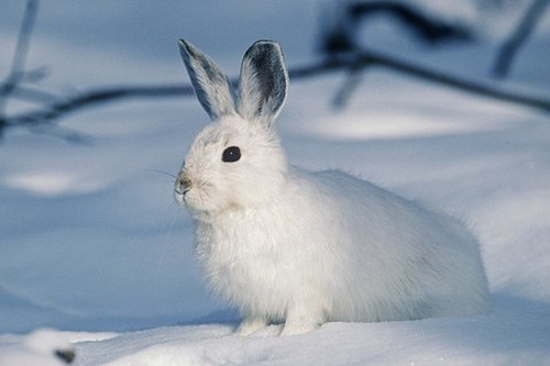1963年属兔人永久吉利的数字 属兔的幸运数字是什么
