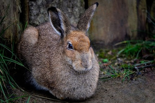 属兔的守护神是什么菩萨 属兔的吉祥物是什么